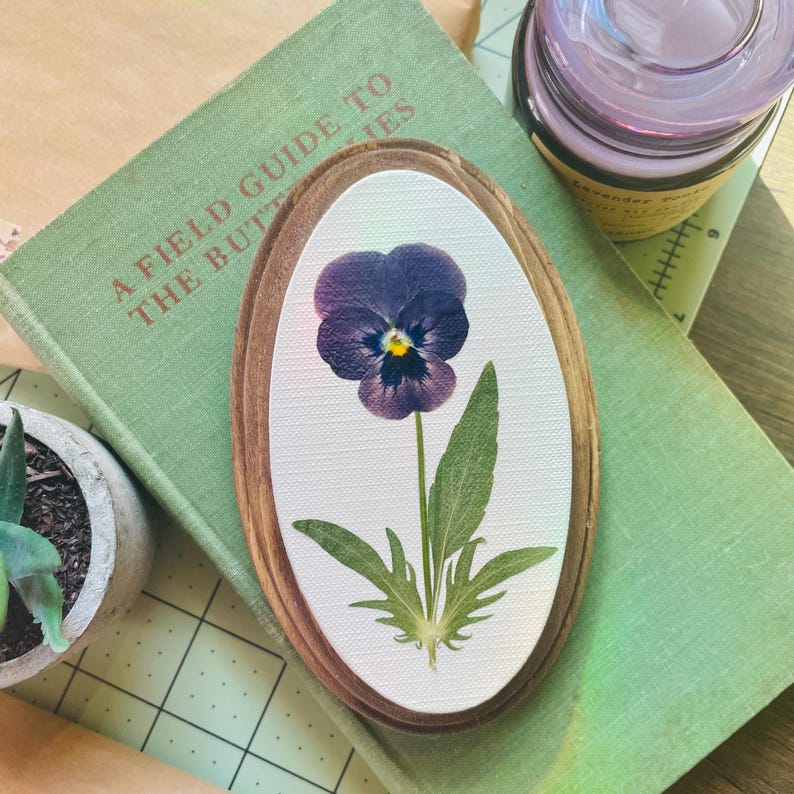 Gepresste Viola Blumen Kunst Oval Botanische Wandbehang 3x12cm