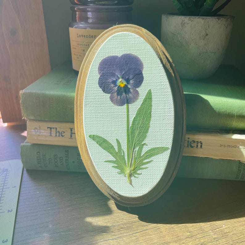 Gepresste Viola Blumen Kunst Oval Botanische Wandbehang 3x12cm