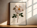 Rosa Gepresste Blumenkunst Wild Rose Botanischer Druck Vintage Herbar Poster