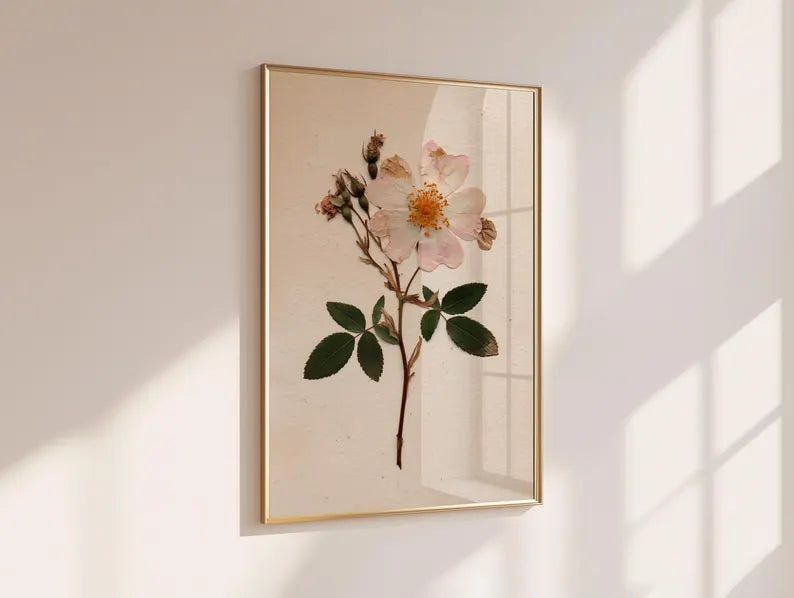 Rosa Gepresste Blumenkunst Wild Rose Botanischer Druck Vintage Herbar Poster
