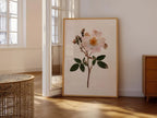 Rosa Gepresste Blumenkunst Wild Rose Botanischer Druck Vintage Herbar Poster